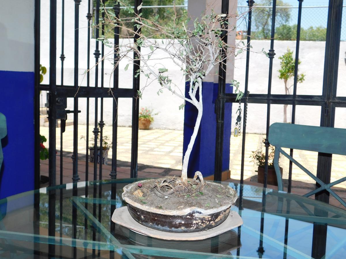 Отель Casa Erizo 39 (Adults Only) Гуанахуато Экстерьер фото